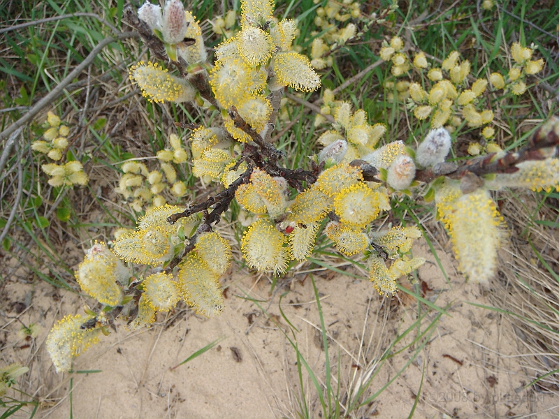 330 Memorial Day [2008 May 23].JPG - Scenes from Whitefish Point on Lake Superior in the Michigan Upper Peninsula.